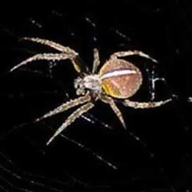 thumbnail for publication: Tropical Orb Weaver Spider, Eriophora ravilla (C. L. Koch) (Arachnida: Araneae: Araneidae)